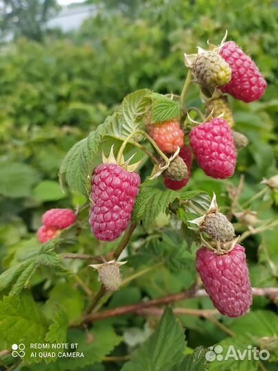 Саженцы малины, ежевики, голубики, смородины