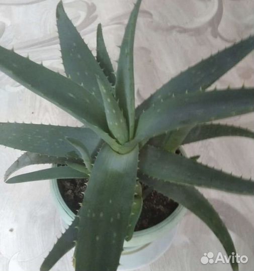 Алоэ Вера комнатное растение 4,5 летнее