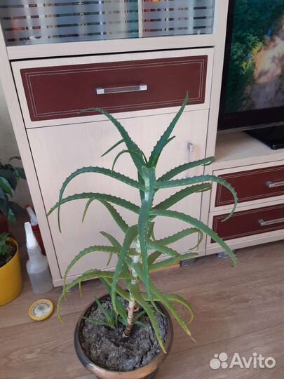 Растения комнатные в ассортименте