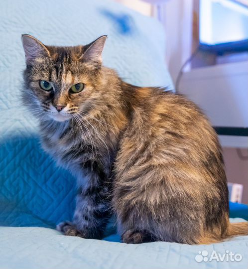 Ласковая, умная, преданная кошка