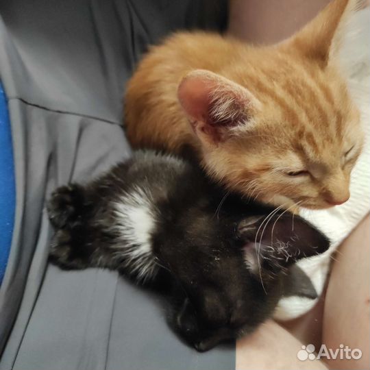 Коты в добрые руки