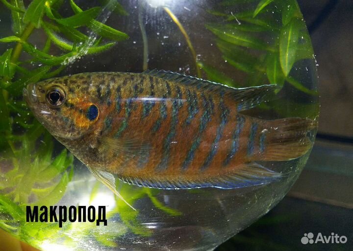 Аквариумные рыбки