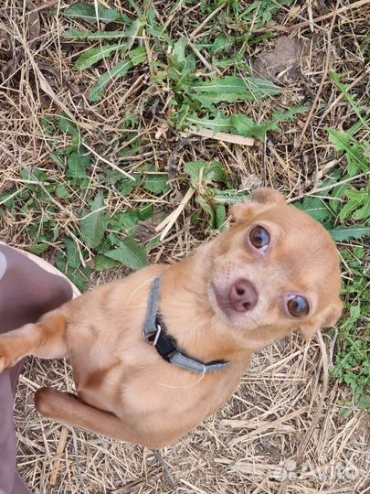 Русский той-терьер вязка