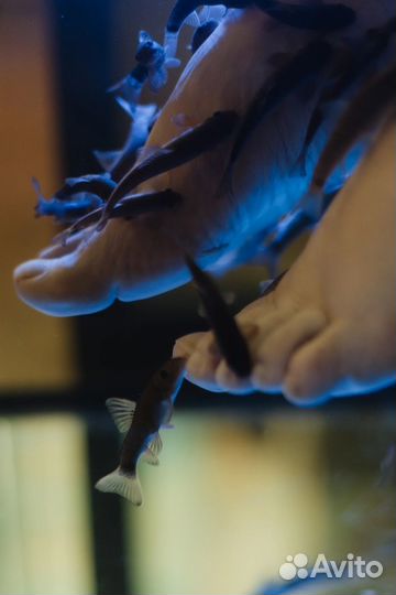 Рыботерапия для пенсионеров