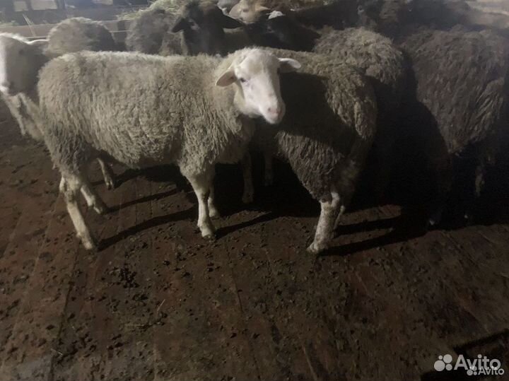Бараны, ярки, овцы