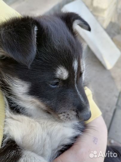 Щенки в добрые руки