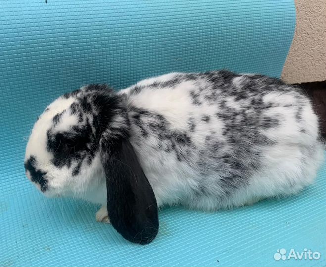 Кролик французский баран