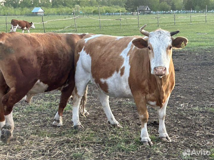 Коровы с телятами бык