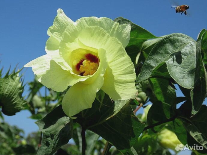 Хлопковый мёд (с границы Узбекистана и Казахстана)