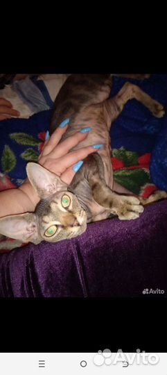 Кошечка сфинкс 9 мес