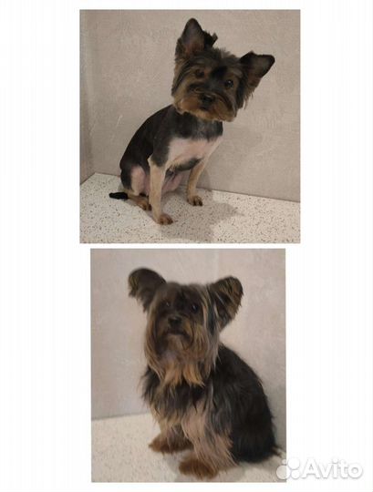 Груминг собак и кошек