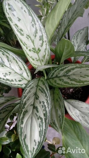 Много комнатных растений