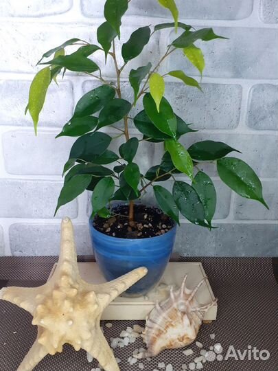 Комнатные растения от 50руб