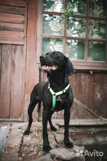 Метис пойнтера Лора в добрые руки