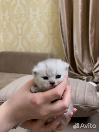 Шотландские вислоухие котята шиншилла