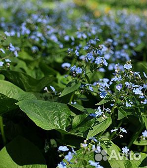 Актинид Аквил Астильба Бадан Бруннера Бузульники