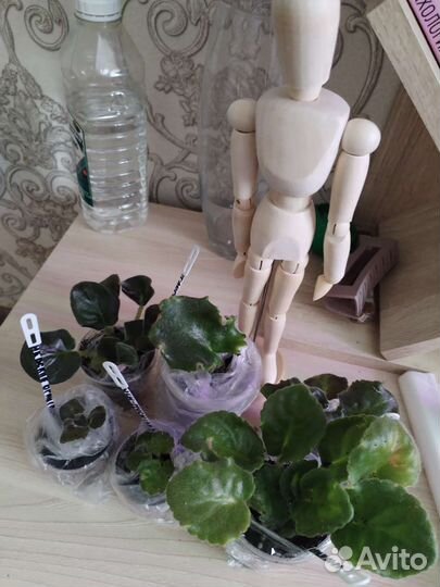 Фиалка срезы, укорененные черенки и детки