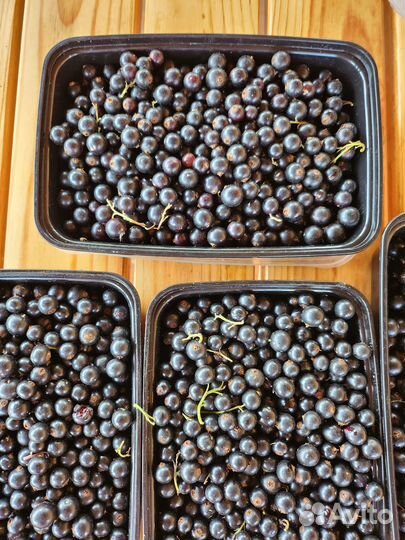 Черная смородина