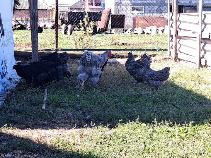 Куры и петух брама