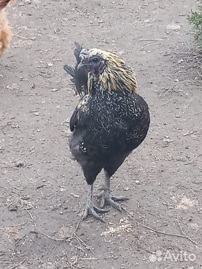 Инкубационное яйцо породистых кур