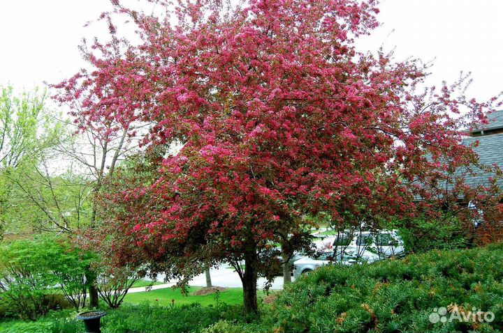 Яблоня декоративная Профьюжен