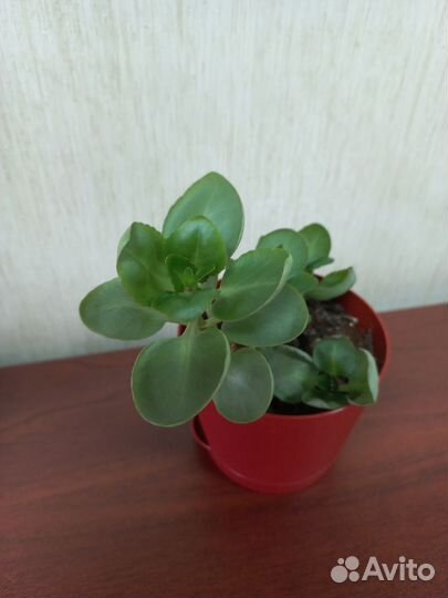 Каланхоэ розовый новый