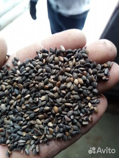 Семена ели на заказ