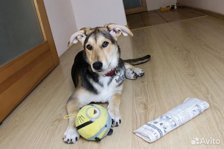 Щенок девочка в добрые руки бесплатно собака