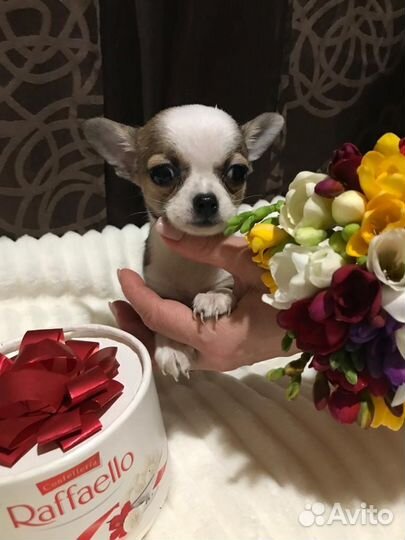 Мини малышки чихуахуа