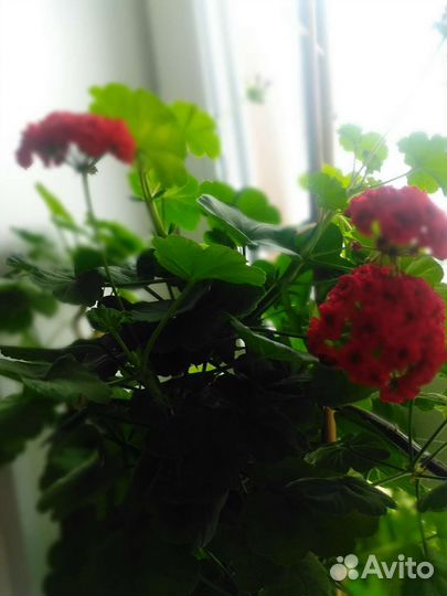 Пеларгония герань