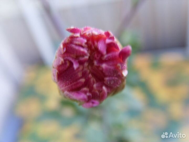 Эсхинантус цветок и хризантема домашняя цветок