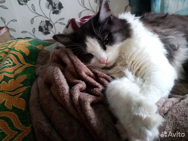 Отдам бесплатно кота