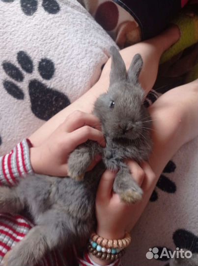Кролики декоративные