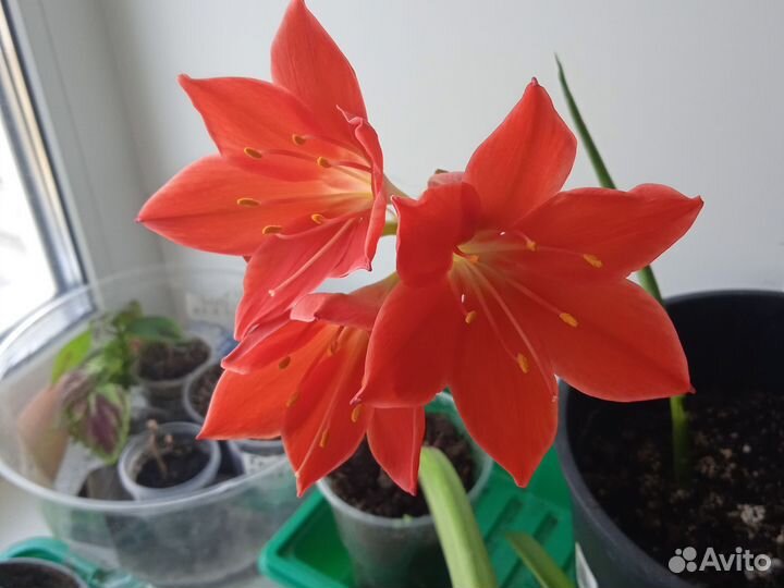 Гиппиаструм- сорт Гранде дива, цвет бордовый