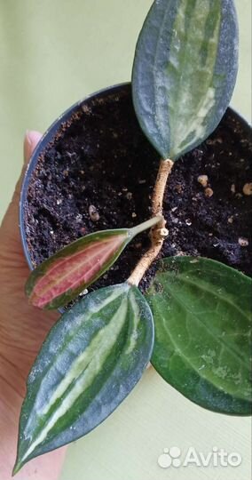 Хойи Дептера, буотти, Грацилис