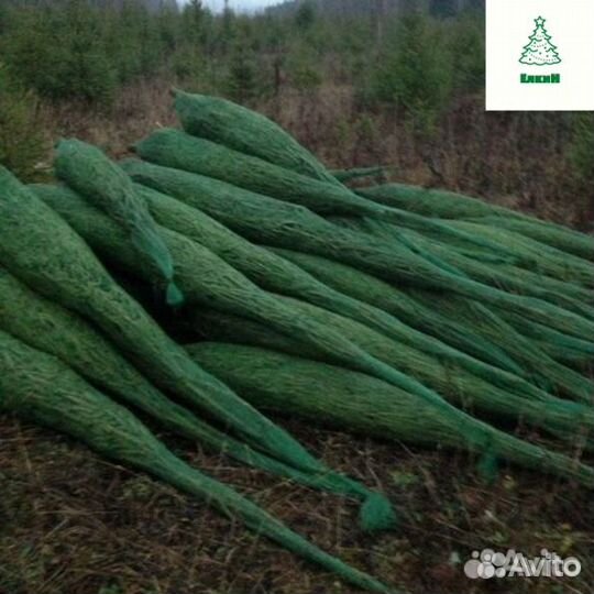 Елка живая сосна/ель с доставкой