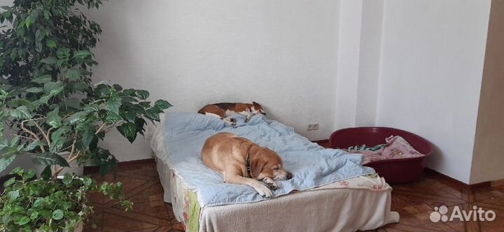 Зоогостиница DogHome63