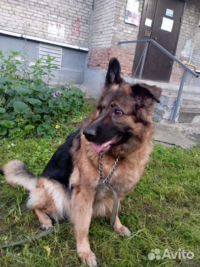 Немецкая овчарка