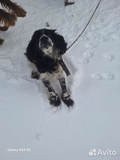 Русский спаниель