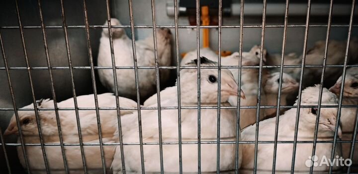 Продам перепелиные яица