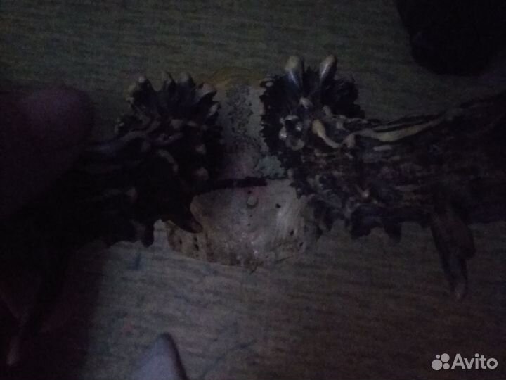 Рога косули