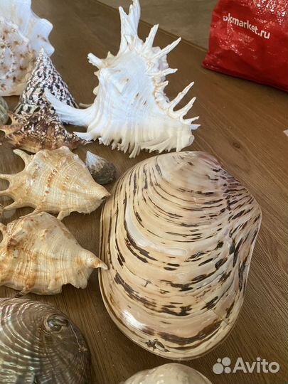 Морские звёзды и морские ракушки