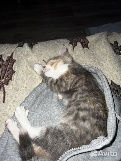 Кошка в дар