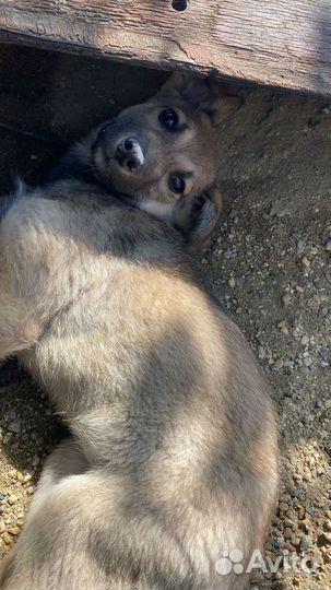 Собака в добрые руки девочка