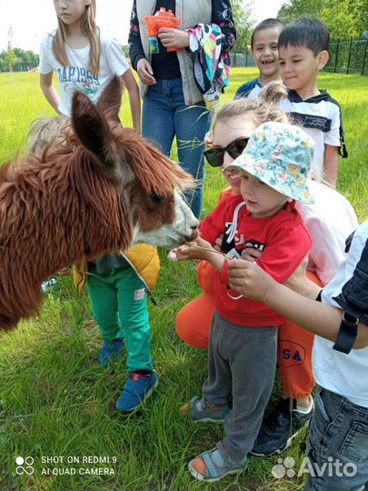 Альпака и лама, в наличии без предоплаты