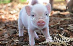 Поросенок ландрас+ русская белая