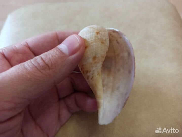 Морская раковина