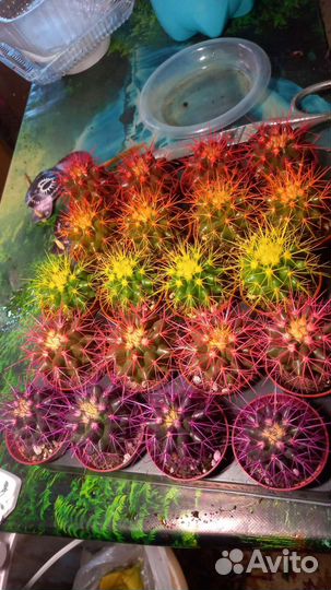 Эхинокактус