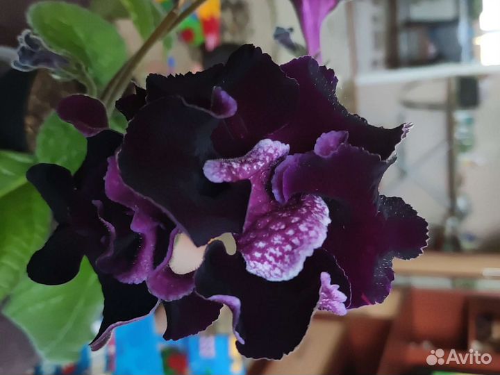 Стрептокарпусы