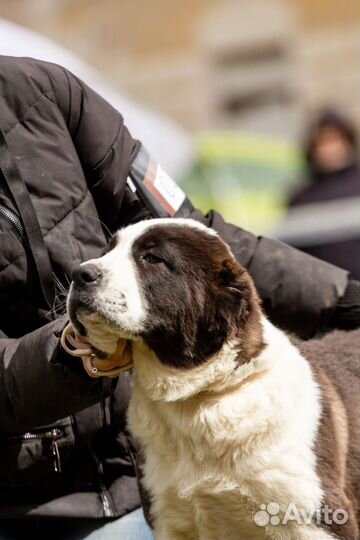 Мощный щенок алабая